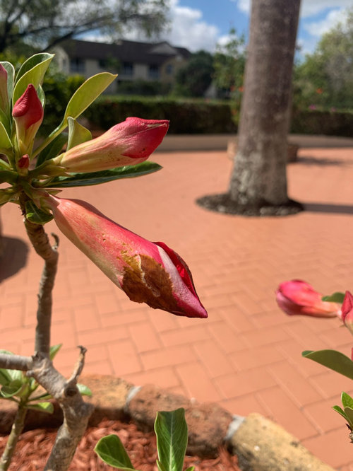 Desert Rose (Adenium) buds turn brown