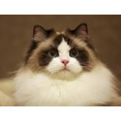 Margherita Ragdoll's photo