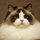 Margherita Ragdoll