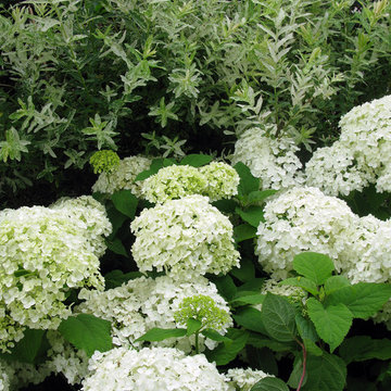 Plant Ideas & Colorful Combinations