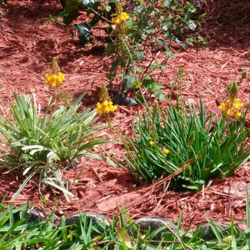Butterfly Habitat