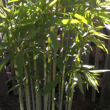 Home Garden Design
