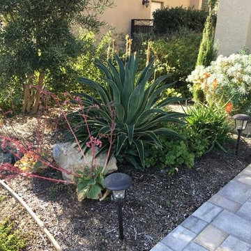 Succulent Excitement