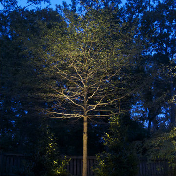 Up Light on Tree