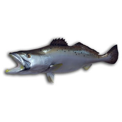 Spotted Bass Fish Mounts & Replicas by Coast-to-Coast Fish Mounts