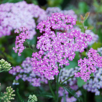 Achillea millefolium