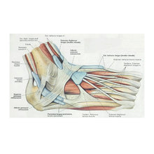 Foot