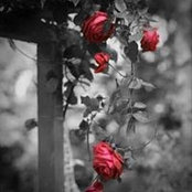 Aya Hamdone's photo