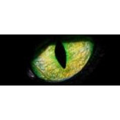 Sherry Revenkov's photo