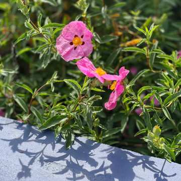 New Mexico in Pasadena