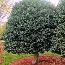 Plant suggestions