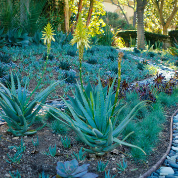 Sophisticated Drought Tolerant- Mulholland Estate