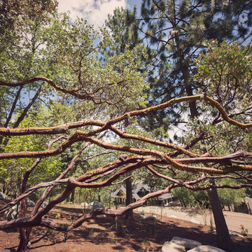 Manzanita Trees in a Native Landscape
