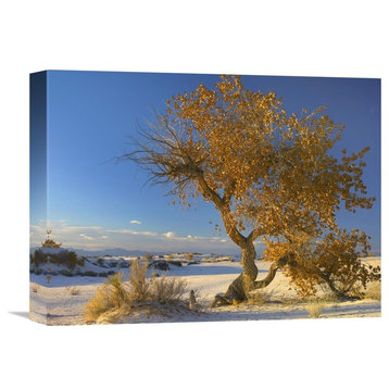 "Fremont Cottonwood Tree, White Sands National Monument, New Mexico" Artwork