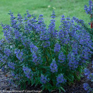 Bluebeard (Caryopteris)