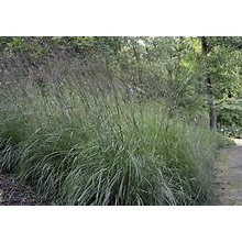 Lanscaping