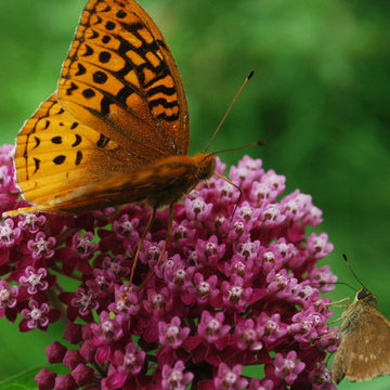 Swamp Milkweed / Asclepias incarnata