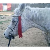 Tessy Messy Mare's photo