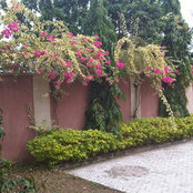 Nneka Ezenwa's photo