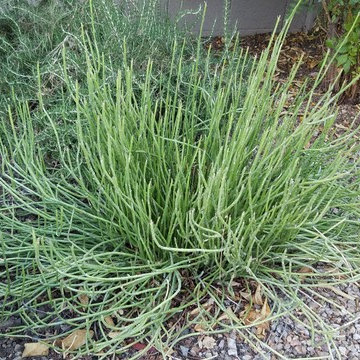 Plantings - 4 years
