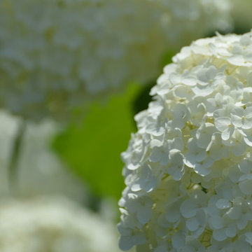 'Annabelle' hydrangea