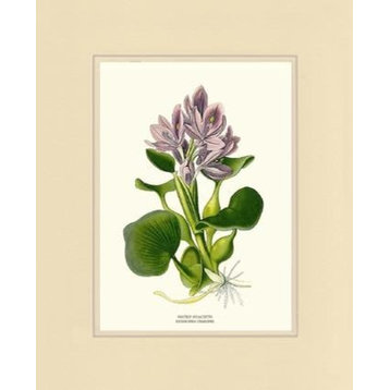 Vintage Botanical Flower Art Print: Hyacinth