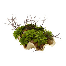 plants