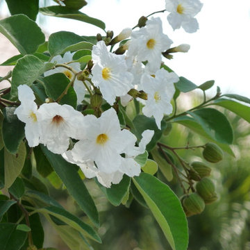 Flowering Trees