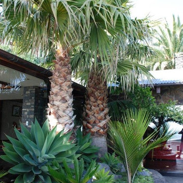 Coastal Palm Garden