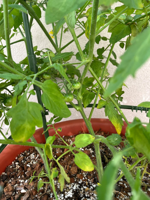 What’s this white stuff on my tomato plant?