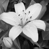 Shawn Steidinger's photo