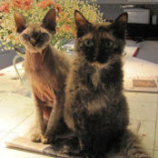 Phyllis Jaffee's photo