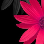 La Sonya Johnson's photo