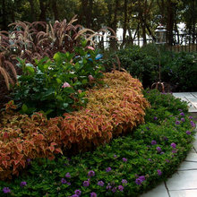 Hibiscus Landscape Ideas