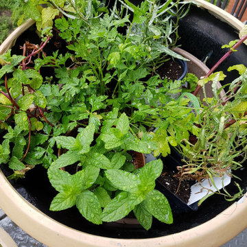 The Year of the Edible Gardens