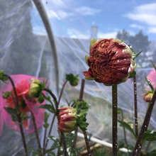 cut flowers