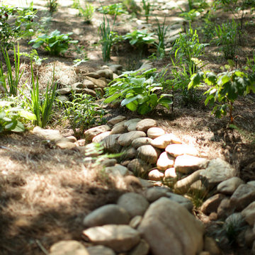 rain gardens & native plants