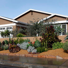 succulent garden