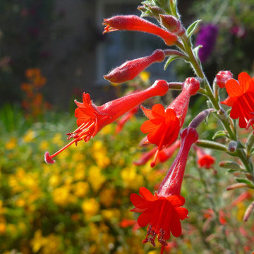 Pollinators Paradise