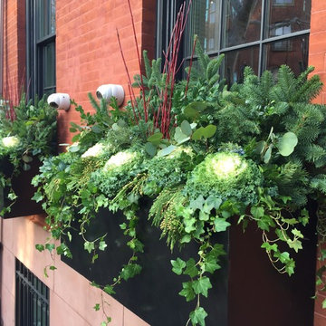 Brooklyn Heights Winter Evergreens