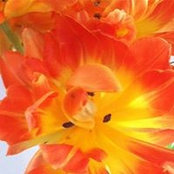 Julie Strzyzewski's photo