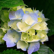 Carrie Branch's photo