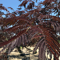 Current Featured Plants - Products