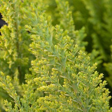 Conifers in containers