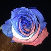 Sasheen Farris's photo