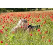 Lorraine Coulson's photo