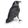 Dave Bartholet Raven Art Print, 12"x18"