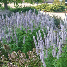 Bronson Sun Perennials