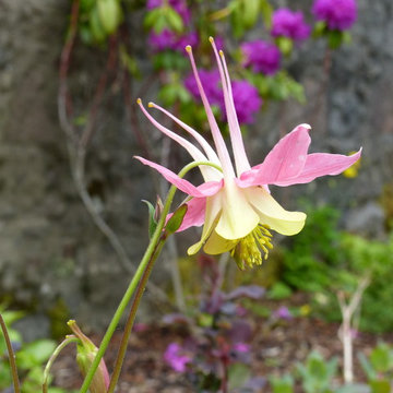 Low Maintenance Garden