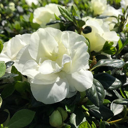 Current Featured Plants - Products